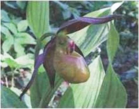 Иллюстрация к книге — Растения. Параллельный мир [i_019.jpg]