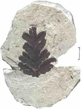 Иллюстрация к книге — Растения. Параллельный мир [i_020.jpg]