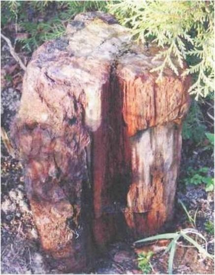 Иллюстрация к книге — Растения. Параллельный мир [i_022.jpg]