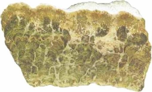 Иллюстрация к книге — Растения. Параллельный мир [i_023.jpg]