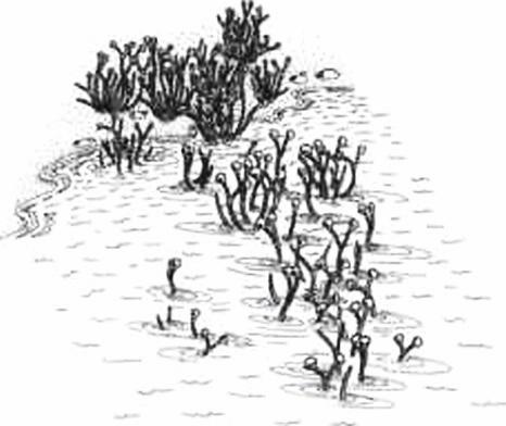 Иллюстрация к книге — Растения. Параллельный мир [i_024.jpg]