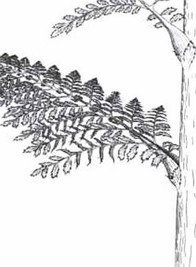 Иллюстрация к книге — Растения. Параллельный мир [i_027.jpg]