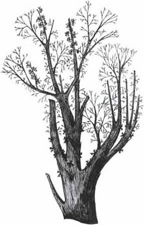 Иллюстрация к книге — Растения. Параллельный мир [i_028.jpg]