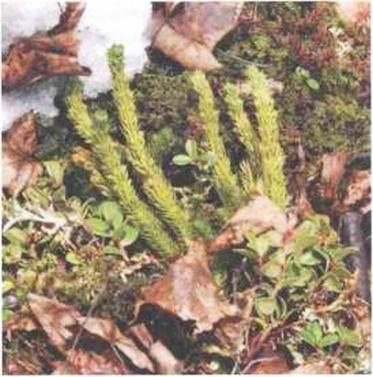 Иллюстрация к книге — Растения. Параллельный мир [i_029.jpg]