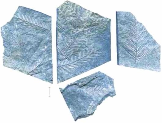 Иллюстрация к книге — Растения. Параллельный мир [i_032.jpg]