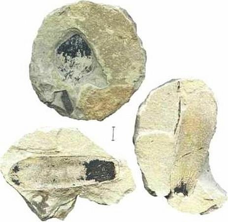 Иллюстрация к книге — Растения. Параллельный мир [i_034.jpg]