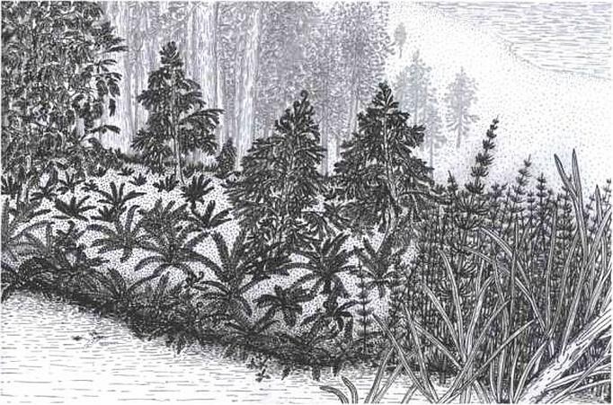 Иллюстрация к книге — Растения. Параллельный мир [i_036.jpg]