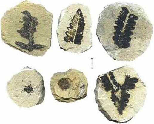 Иллюстрация к книге — Растения. Параллельный мир [i_037.jpg]