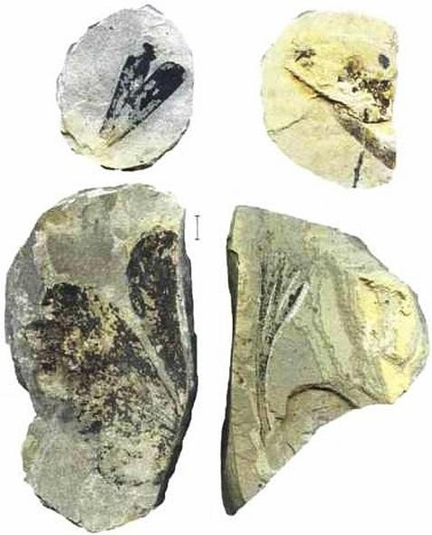 Иллюстрация к книге — Растения. Параллельный мир [i_038.jpg]