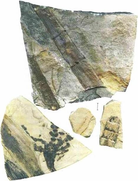 Иллюстрация к книге — Растения. Параллельный мир [i_043.jpg]