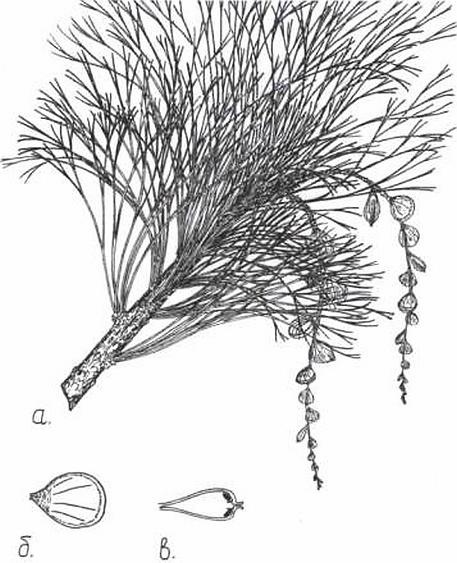 Иллюстрация к книге — Растения. Параллельный мир [i_046.jpg]