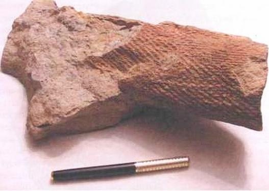 Иллюстрация к книге — Растения. Параллельный мир [i_048.jpg]