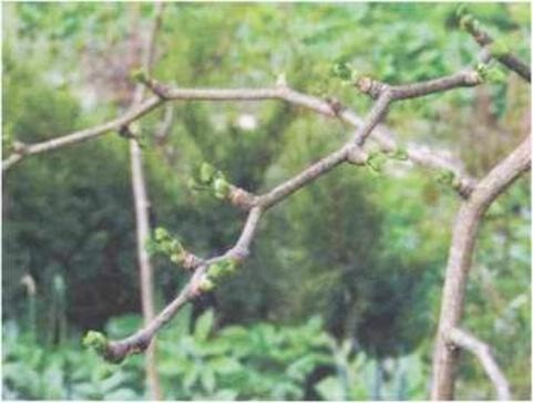 Иллюстрация к книге — Растения. Параллельный мир [i_051.jpg]