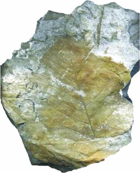 Иллюстрация к книге — Растения. Параллельный мир [i_053.jpg]