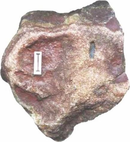 Иллюстрация к книге — Растения. Параллельный мир [i_056.jpg]