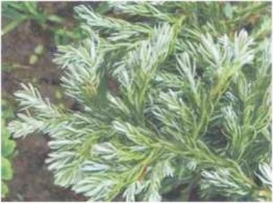 Иллюстрация к книге — Растения. Параллельный мир [i_059.jpg]