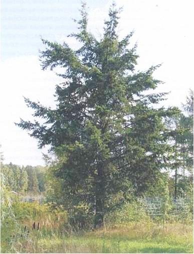 Иллюстрация к книге — Растения. Параллельный мир [i_060.jpg]