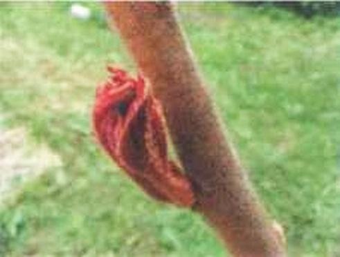 Иллюстрация к книге — Растения. Параллельный мир [i_061.jpg]