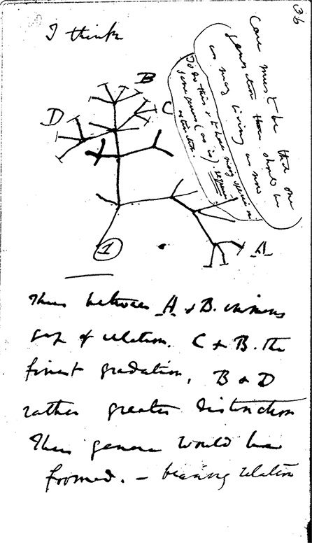 Иллюстрация к книге — Какое дерево росло в райском саду? [i_002.jpg]