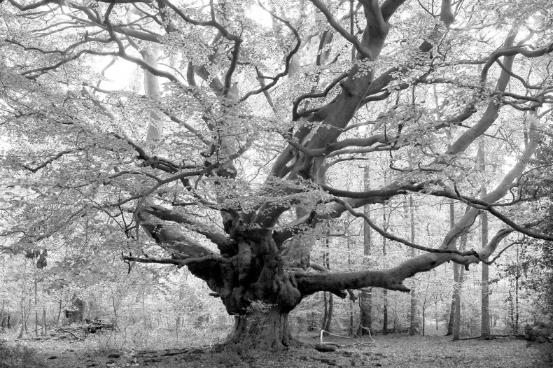 Иллюстрация к книге — Какое дерево росло в райском саду? [i_008.jpg]