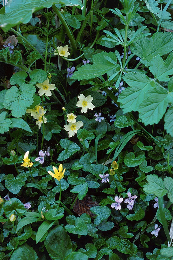 Иллюстрация к книге — Какое дерево росло в райском саду? [i_011.jpg]