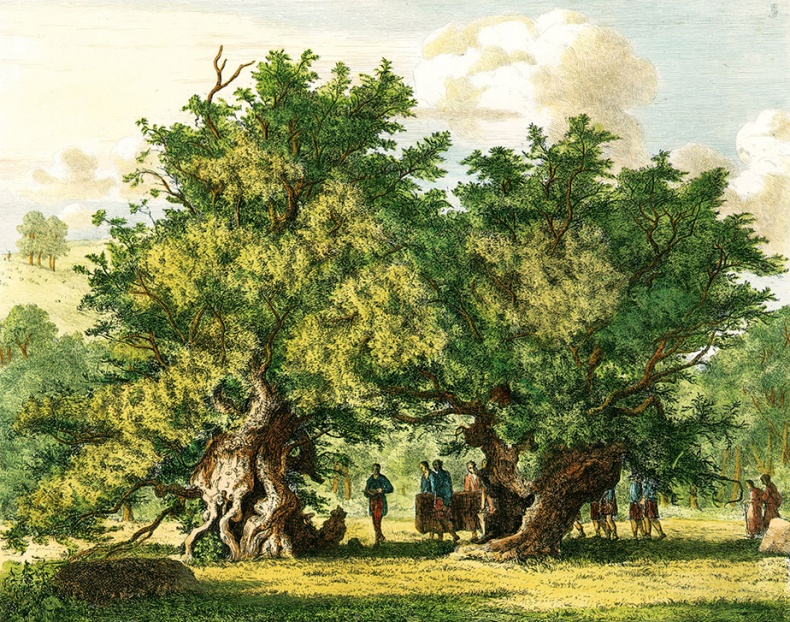 Иллюстрация к книге — Какое дерево росло в райском саду? [i_014.jpg]