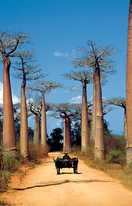 Иллюстрация к книге — Какое дерево росло в райском саду? [i_015.jpg]