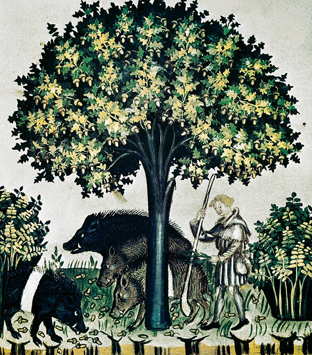 Иллюстрация к книге — Какое дерево росло в райском саду? [i_020.jpg]