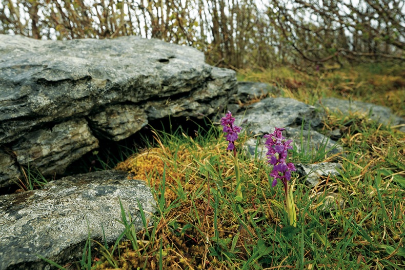 Иллюстрация к книге — Какое дерево росло в райском саду? [i_022.jpg]