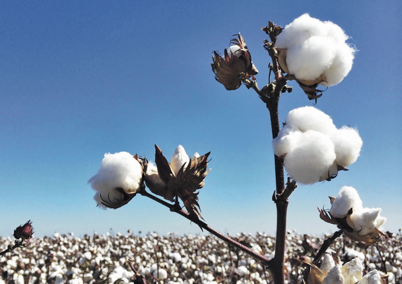 Иллюстрация к книге — Какое дерево росло в райском саду? [i_023.jpg]