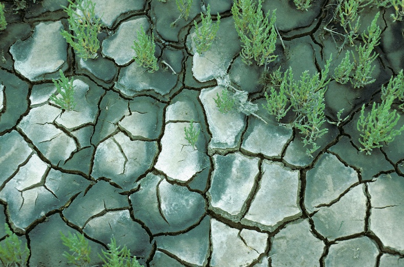 Иллюстрация к книге — Какое дерево росло в райском саду? [i_027.jpg]