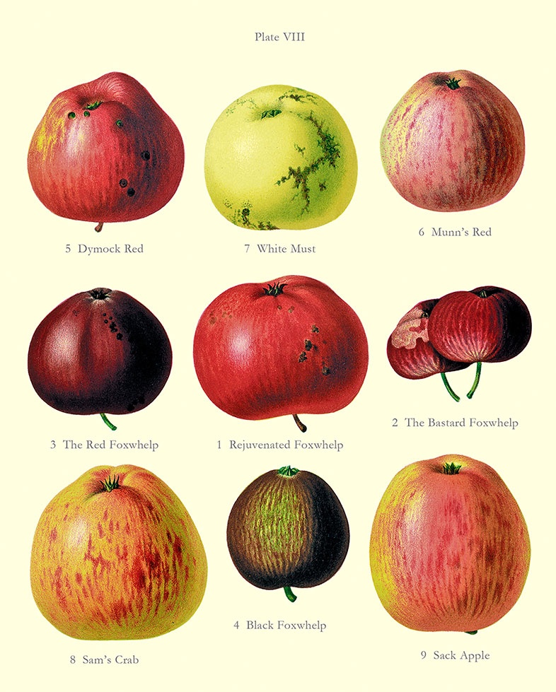 Иллюстрация к книге — Какое дерево росло в райском саду? [i_028.jpg]