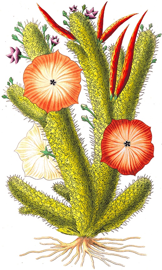 Иллюстрация к книге — Какое дерево росло в райском саду? [i_036.jpg]