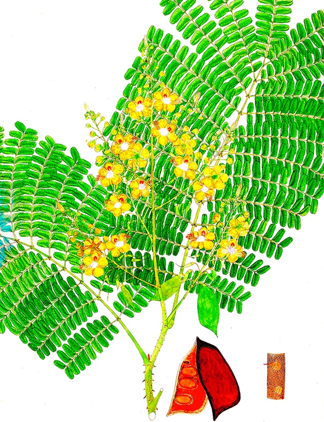 Иллюстрация к книге — Какое дерево росло в райском саду? [i_037.jpg]