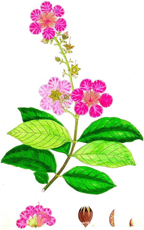 Иллюстрация к книге — Какое дерево росло в райском саду? [i_038.jpg]