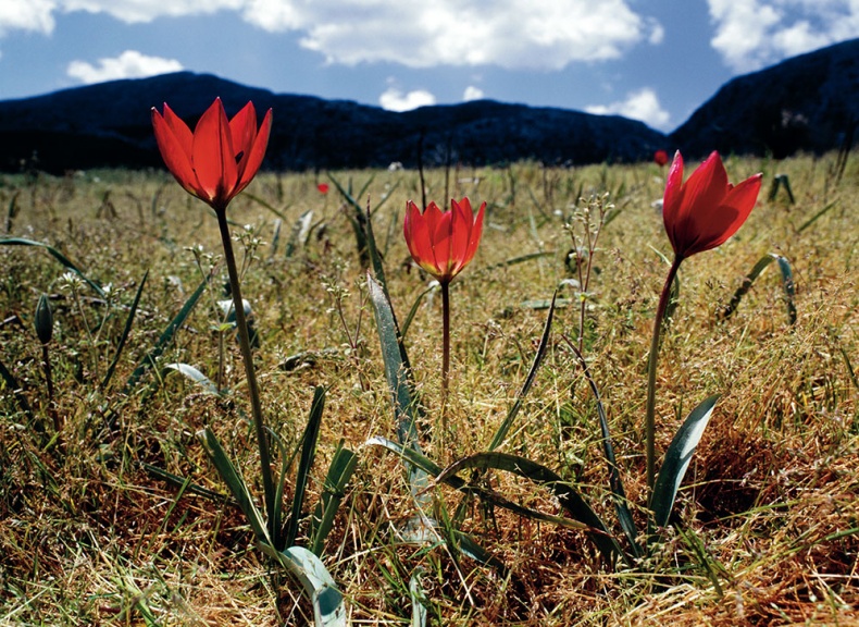 Иллюстрация к книге — Какое дерево росло в райском саду? [i_040.jpg]