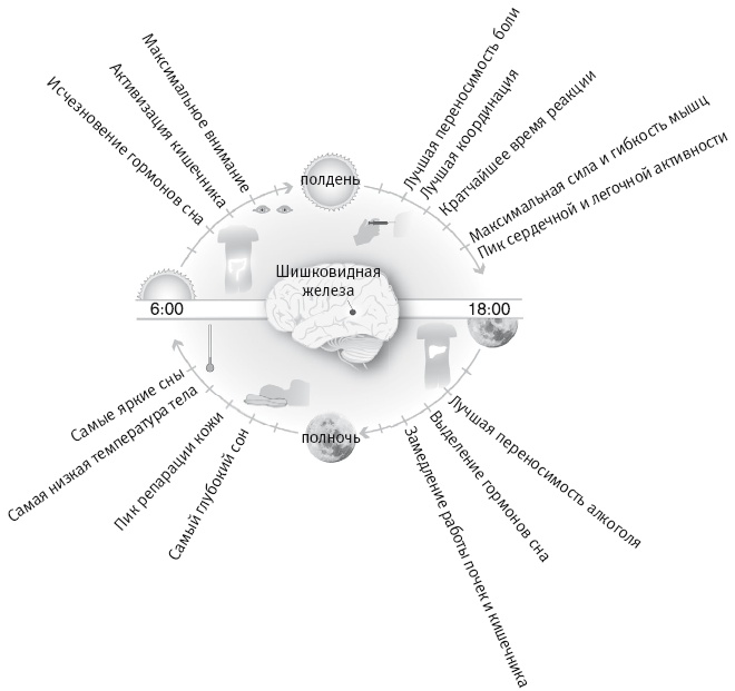 Иллюстрация к книге — Вселенная внутри нас. Что общего у камней, планет и людей [i_017.jpg]