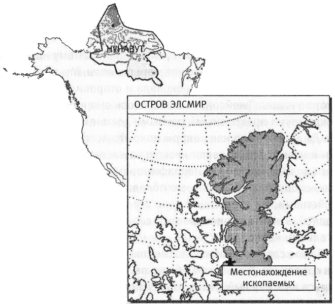 Иллюстрация к книге — Внутренняя рыба. История человеческого тела с древнейших времен до наших дней [i_005.jpg]