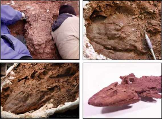 Иллюстрация к книге — Внутренняя рыба. История человеческого тела с древнейших времен до наших дней [i_006.jpg]