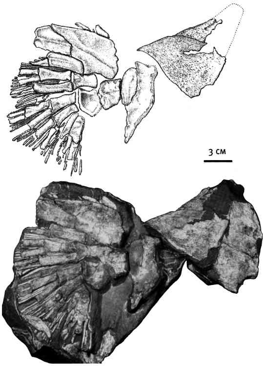 Иллюстрация к книге — Внутренняя рыба. История человеческого тела с древнейших времен до наших дней [i_011.jpg]