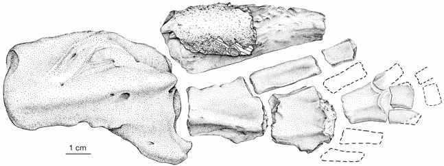Иллюстрация к книге — Внутренняя рыба. История человеческого тела с древнейших времен до наших дней [i_012.jpg]