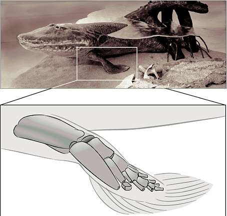 Иллюстрация к книге — Внутренняя рыба. История человеческого тела с древнейших времен до наших дней [i_013.jpg]