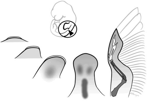 Иллюстрация к книге — Внутренняя рыба. История человеческого тела с древнейших времен до наших дней [i_015.jpg]