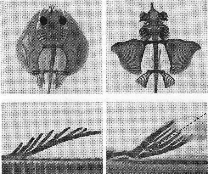 Иллюстрация к книге — Внутренняя рыба. История человеческого тела с древнейших времен до наших дней [i_017.jpg]