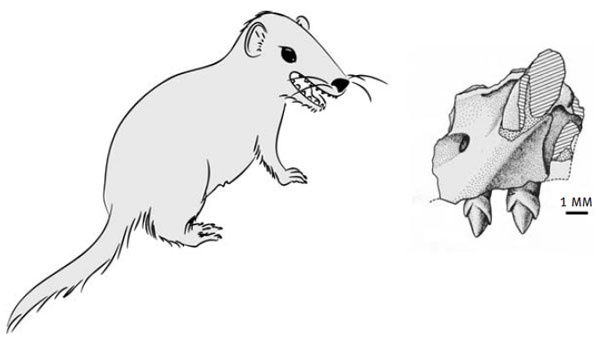 Иллюстрация к книге — Внутренняя рыба. История человеческого тела с древнейших времен до наших дней [i_019.jpg]