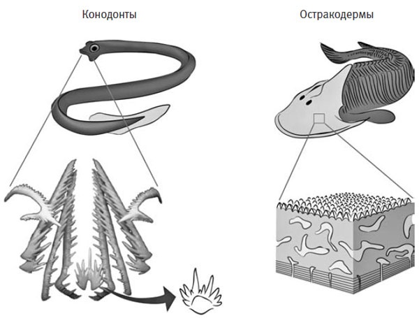Иллюстрация к книге — Внутренняя рыба. История человеческого тела с древнейших времен до наших дней [i_020.jpg]