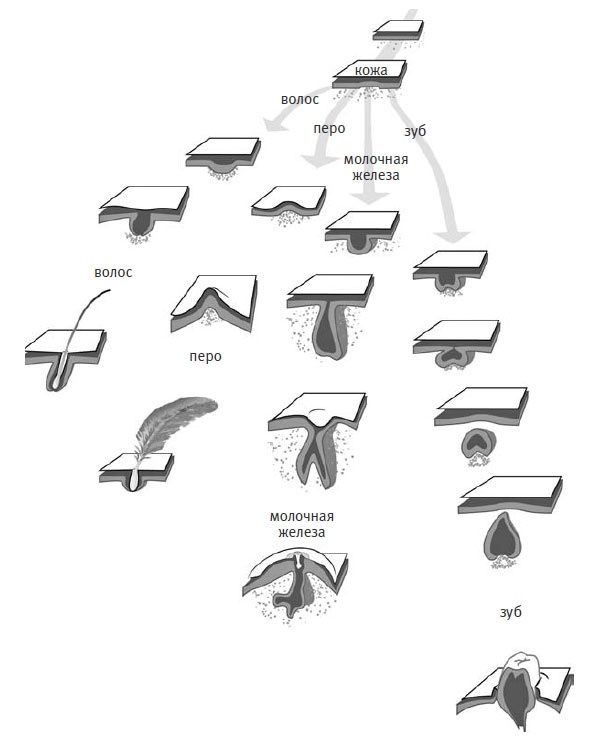 Иллюстрация к книге — Внутренняя рыба. История человеческого тела с древнейших времен до наших дней [i_021.jpg]