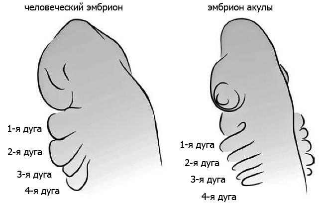 Иллюстрация к книге — Внутренняя рыба. История человеческого тела с древнейших времен до наших дней [i_024.jpg]