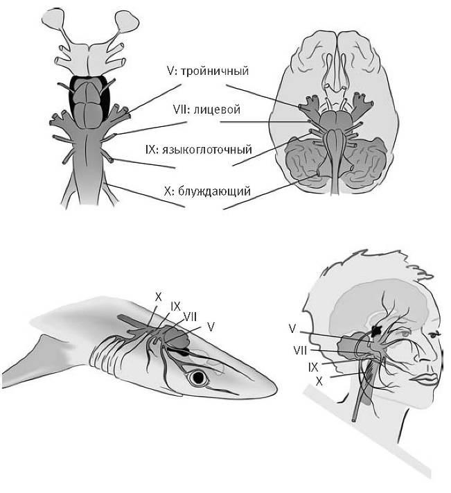Иллюстрация к книге — Внутренняя рыба. История человеческого тела с древнейших времен до наших дней [i_025.jpg]
