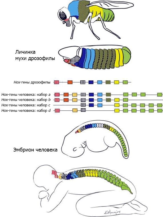 Иллюстрация к книге — Внутренняя рыба. История человеческого тела с древнейших времен до наших дней [i_030.jpg]